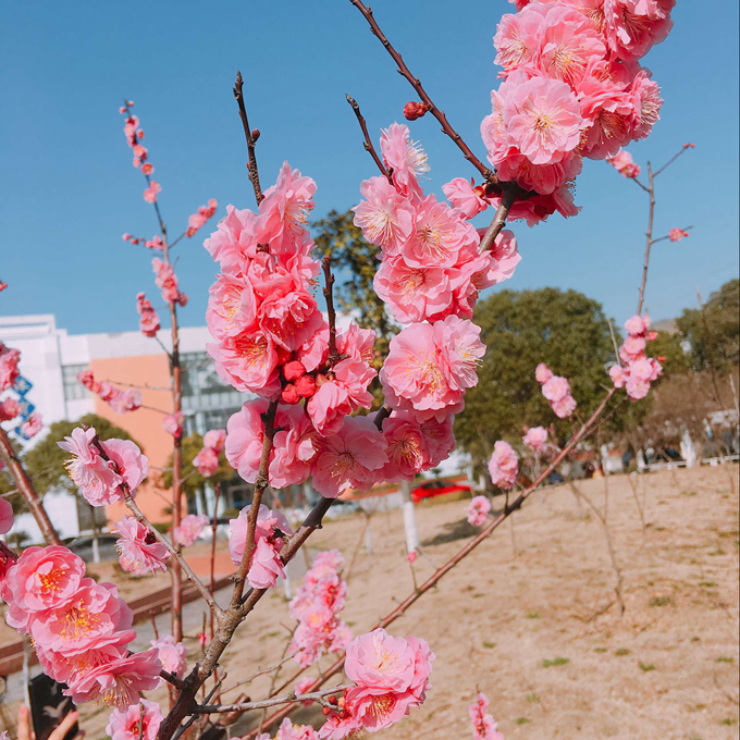 《碧桃》摄于体育馆 艺设163江雪莹.jpg